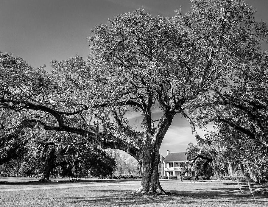 Frances Antebellum Home bw Photograph by Gregory Daley  MPSA