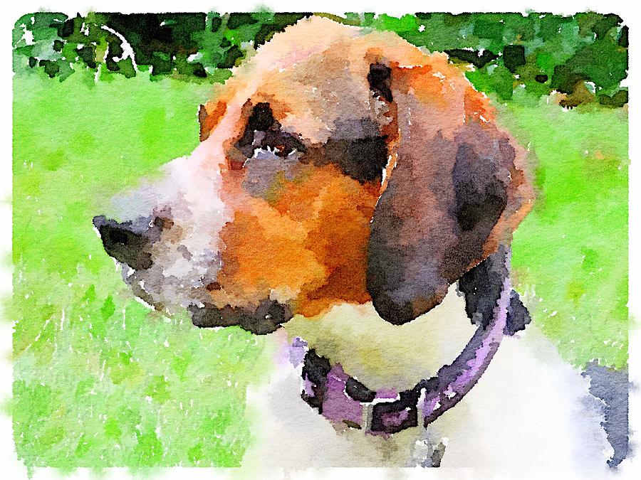 Francesca the Coonhound by Elizabeth Rose Francesca the Coonhound by Elizabeth Rose