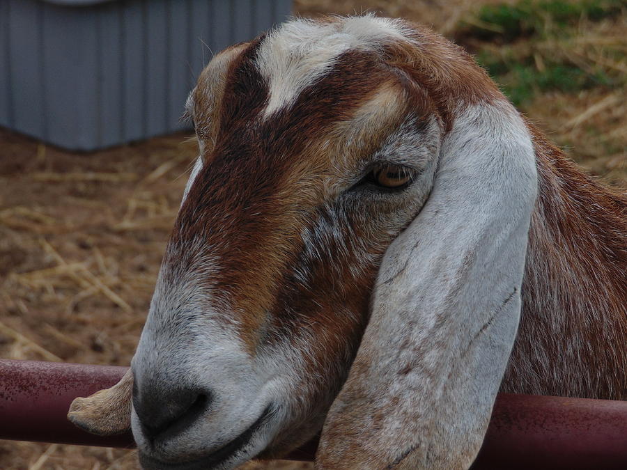 Francie Photograph by Karen Capehart - Fine Art America