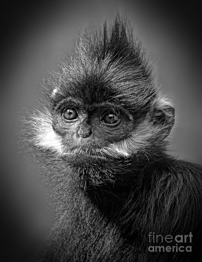 Francois Langur Monkey IV Photograph by Jim Fitzpatrick