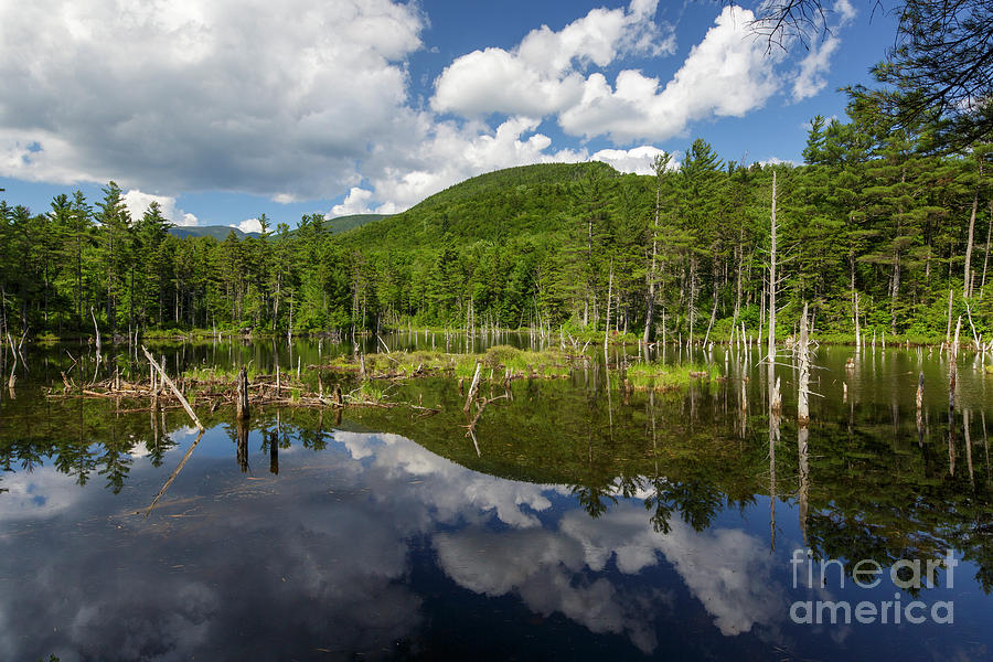 Franconia Brook Trail - Pemigewasset Wilderness New Hampshire Photograph by Erin Paul Donovan