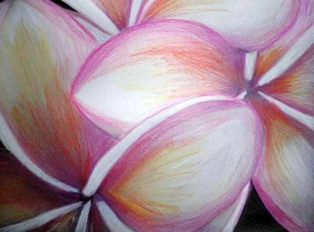 Frangipani Drawing by Miss McLean Frangipani Drawing by Miss McLean