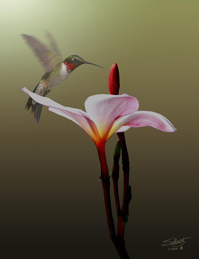 Hummingbird Digital Art - Frangipani Flower and Hummingbird by M Spadecaller