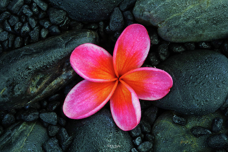 Frangipani Flower Photograph by Keith Hawley