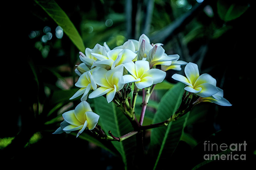 Frangipani Flower Photograph by Michelle Meenawong