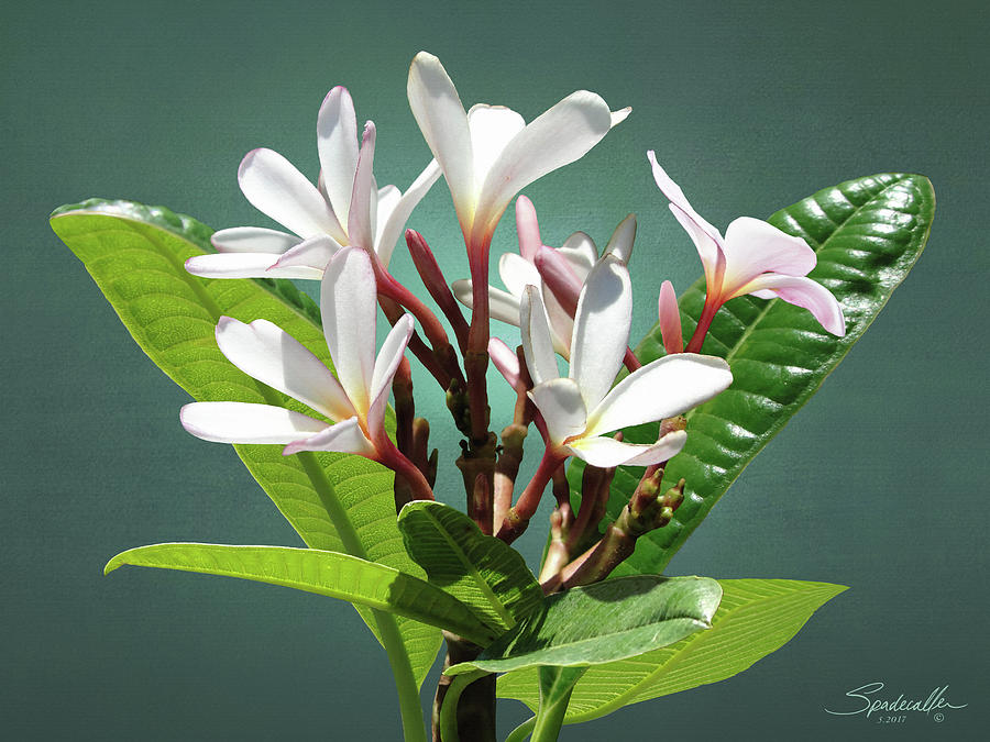 Frangipani Flower Digital Art by M Spadecaller