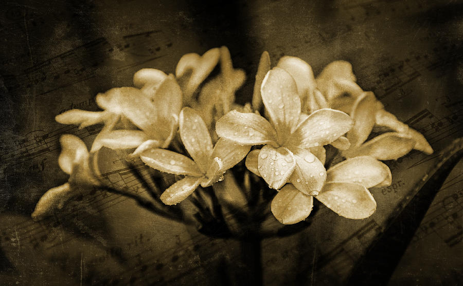 Flower Photograph - Frangipani in Sepia by Keith Hawley