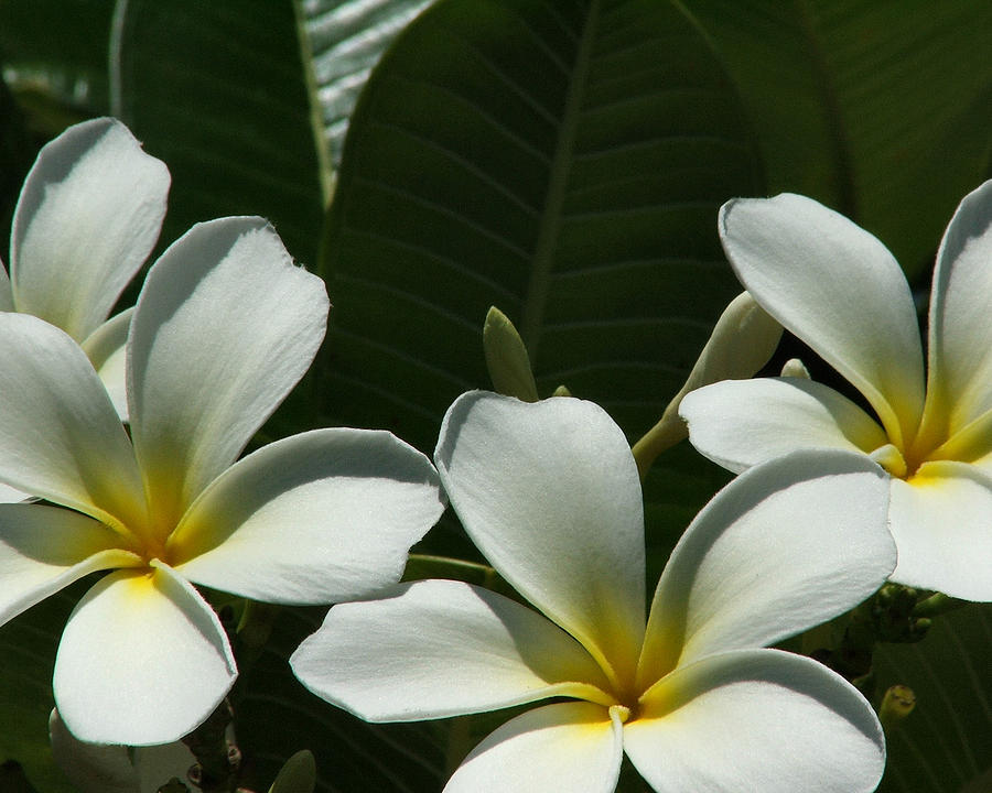 Frangipani Photograph by Meagan Shepherd - Fine Art America