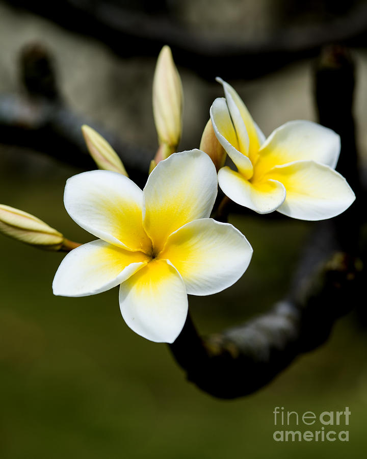 Frangipani or Plumeria Flowers Kauai Photograph by Yefim Bam