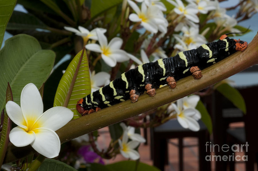 Frangipani tree and caterpillar Photograph by Anthony Totah