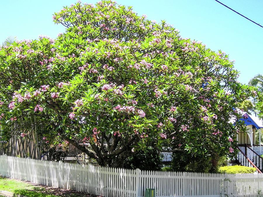 frangipani tree