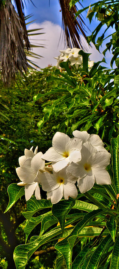 Frangipani Photograph by William Wetmore