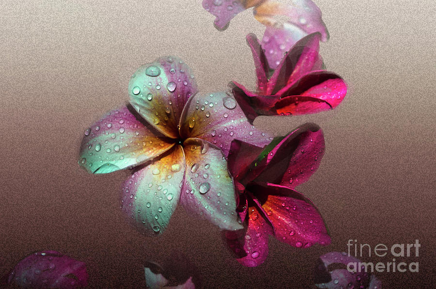 Frangipani With Overlay Photograph by Michelle Meenawong