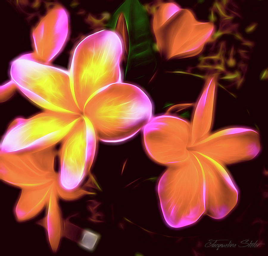 Frangipanis On The Glow by Jacqueline Sleter Frangipanis On The Glow by Jacqueline Sleter