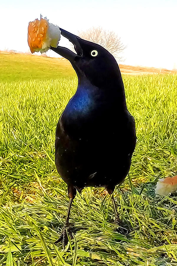 Frank the Grackle Photograph by Rod Melotte