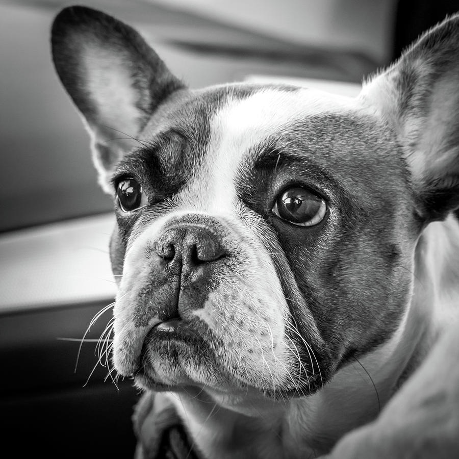 Franke the French Bull Dog Photograph by Steven Jones - Fine Art America