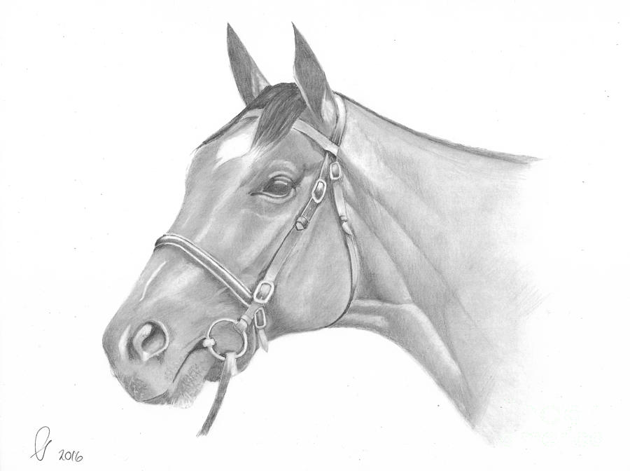 Frankel Drawing by Steve Adams - Fine Art America