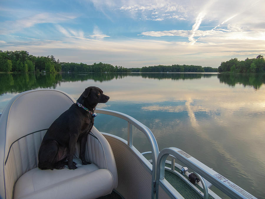 Frankie Enjoys the Sunset by Krin Van Tatenhove Frankie Enjoys the Sunset by Krin Van Tatenhove