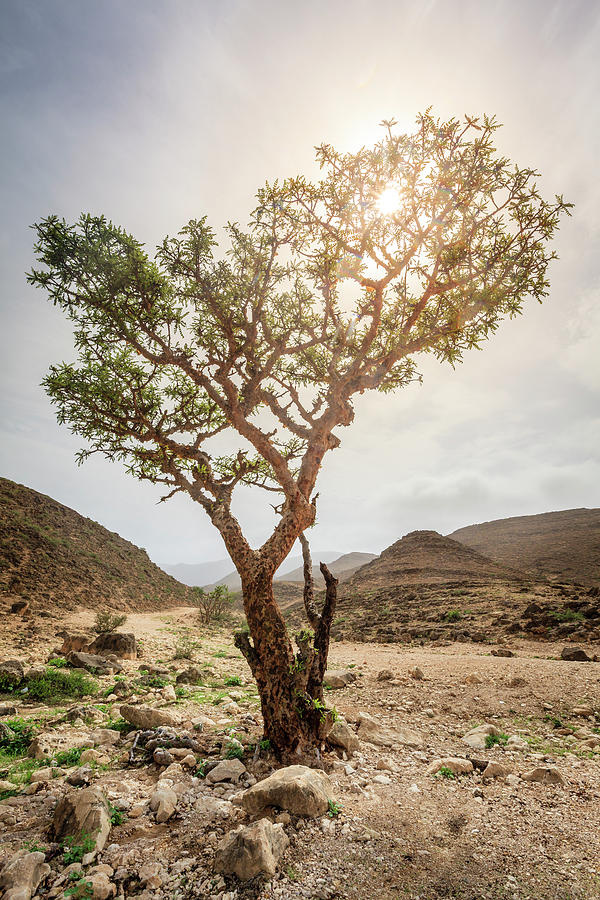 Frankincense tree Photograph by Alexey Stiop