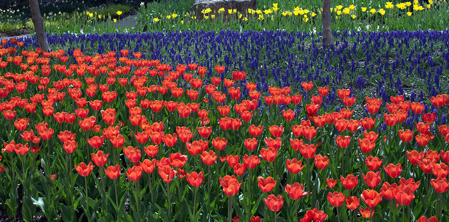 Franklin Park Conservatory Tulips 2015 Photograph by Mindy Newman