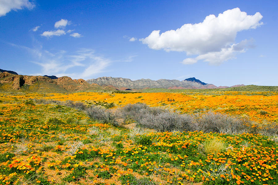 Franklin Poppies Landscape Photograph by SR Green