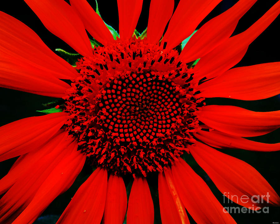 Frankly Miss Scarlet Sunflower 42 Photograph by Lizi Beard-Ward