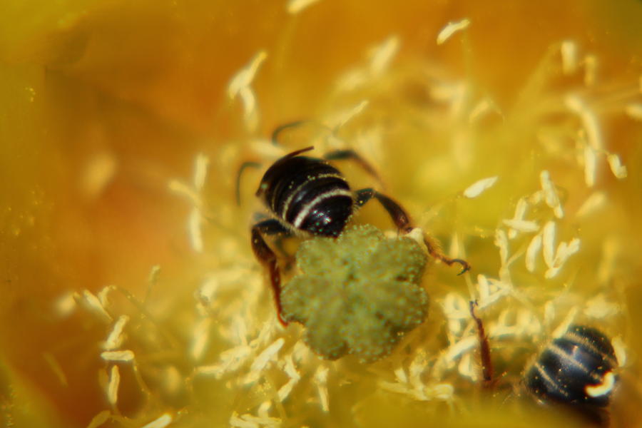 Frantic Pollination Photograph by Lori Mellen-Pagliaro