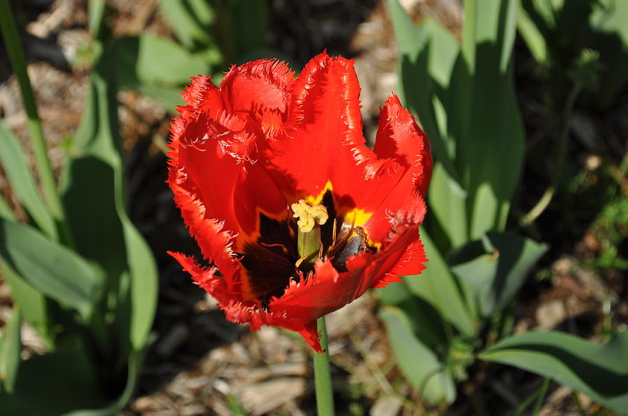 Frayed Tulip Photograph by Julia McHugh - Fine Art America