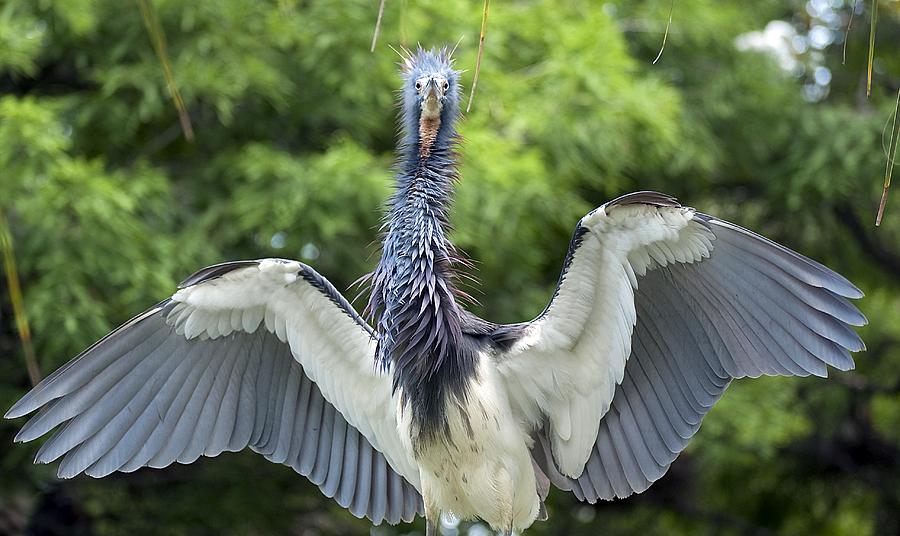 Heron Photograph - Frazzled Mom by Kenneth Albin