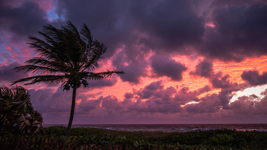 Frazzled Palm Sunrise Delray Beach Photograph by Lawrence S Richardson Jr