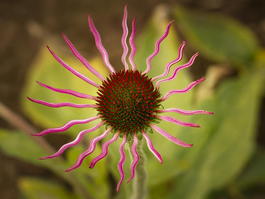 Nature Photograph - Freaked out Echinacea by Jean Noren