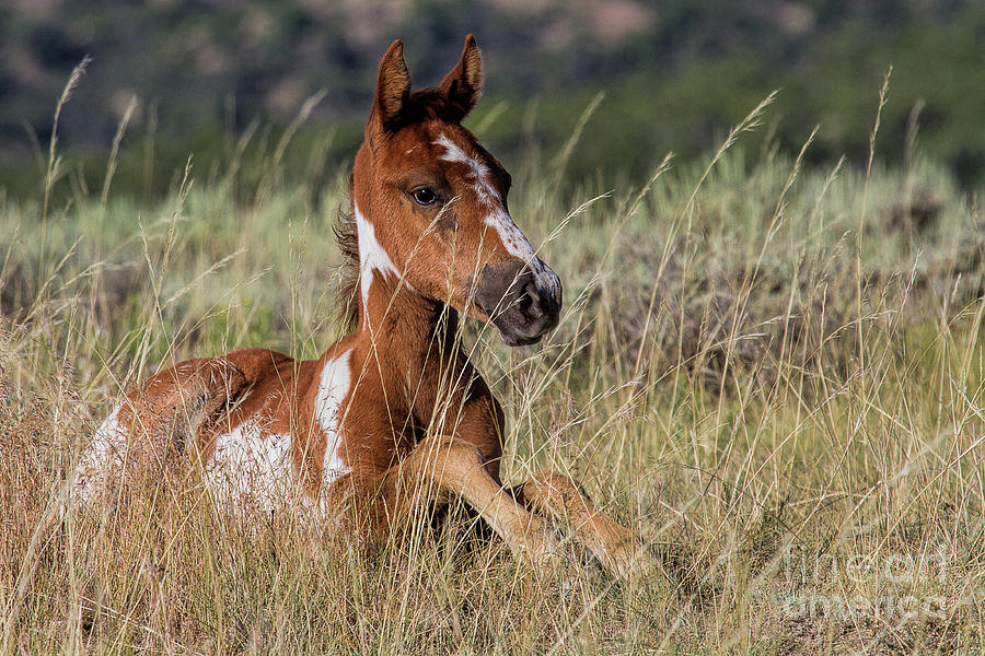 Freckle Face Filly Photograph by Jim Garrison