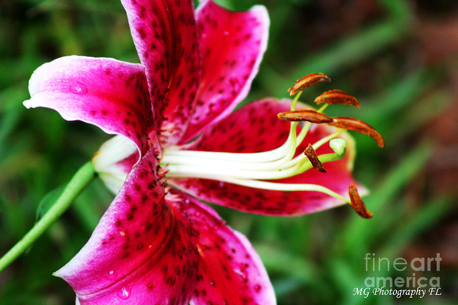 Flower Photograph - Freckled Flower  by Marty Gayler