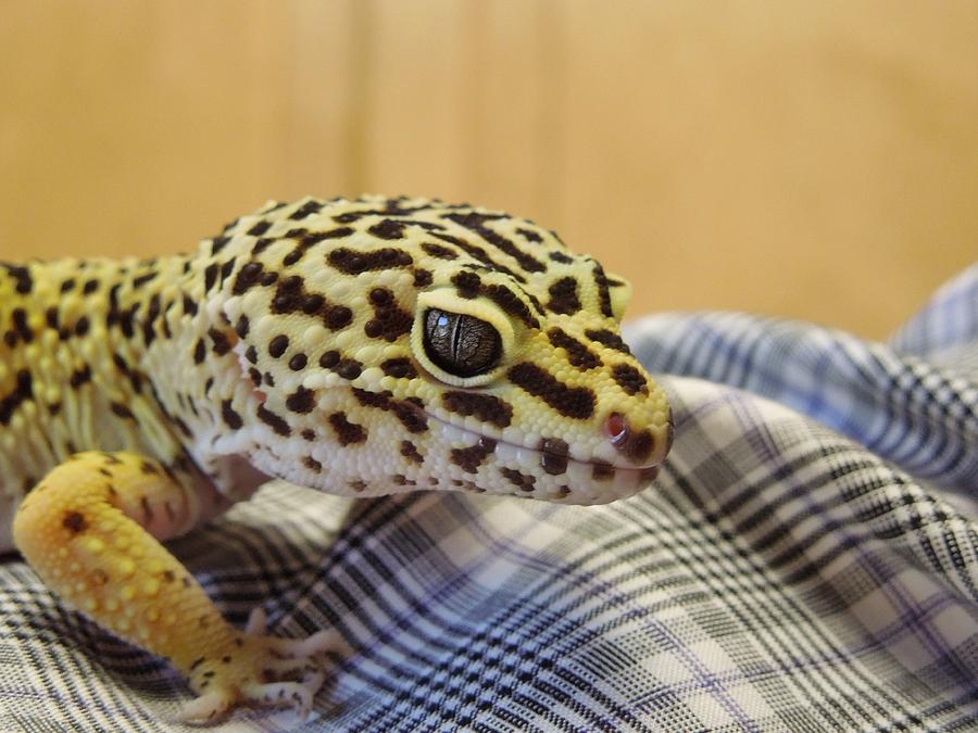 Freckles the Leopard Spotted Gecko Photograph by Chad and Stacey Hall