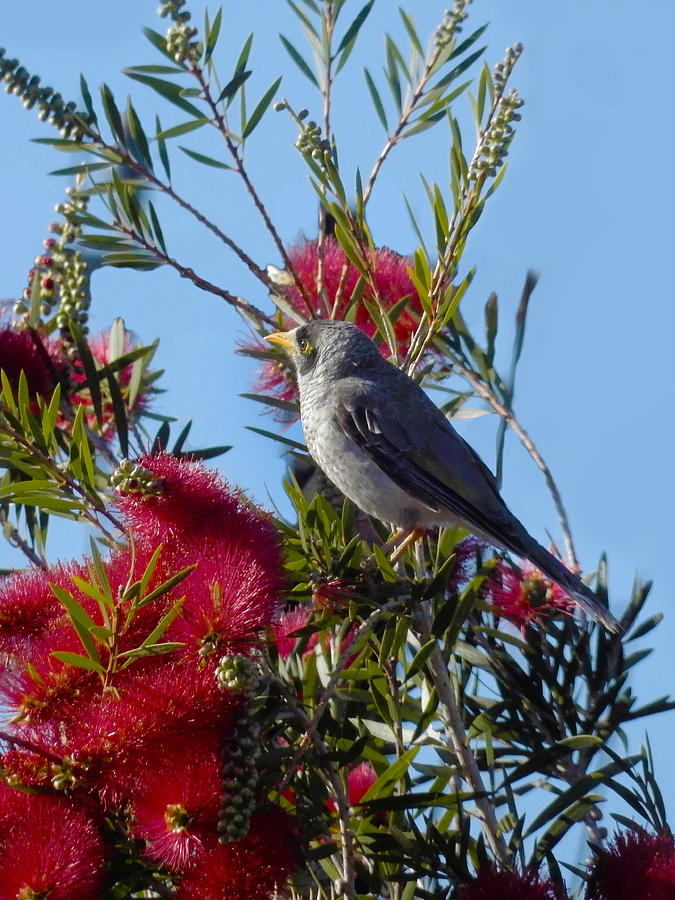 Fred In The Bottlebrush Photograph by Mark Blauhoefer