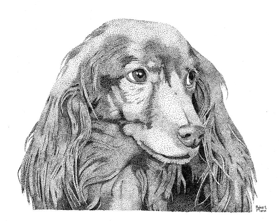 Dog Drawing - Fred by Robert Morin