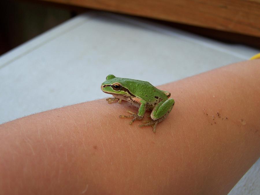 Freddy De Frog Photograph by Laurie Kidd