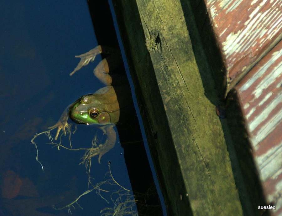 Frog Photograph - Freddy by Sue Rosen