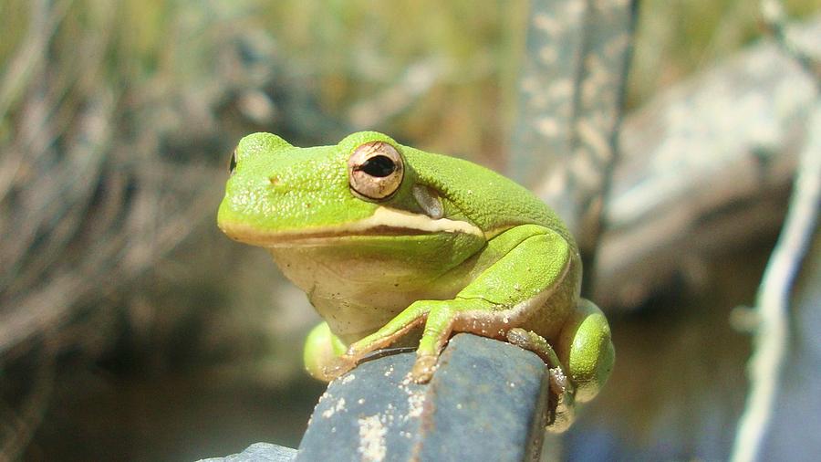 Freddy the North Carolina Tree Frog Photograph by Gemma Fox - Pixels