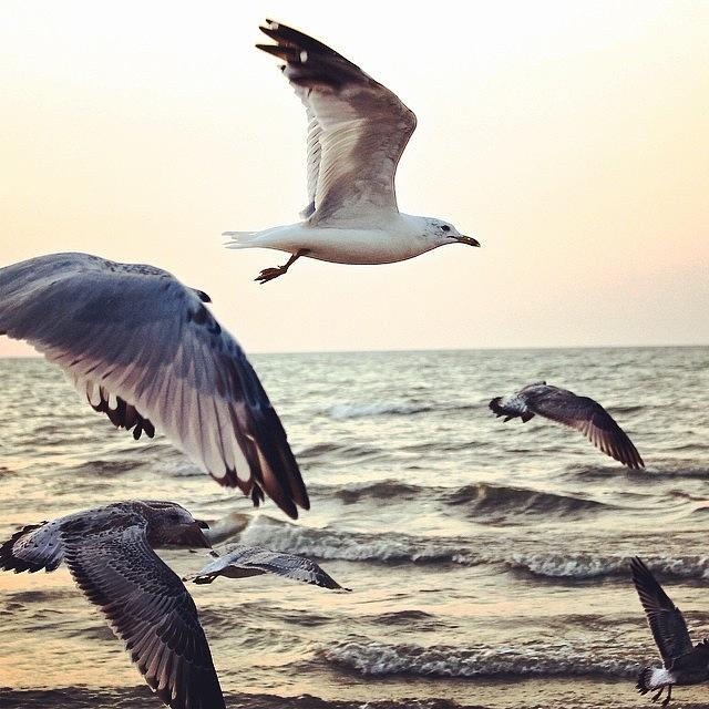Summer Photograph - Free ✨ #beach #birds #flying #water by Clarese Greig