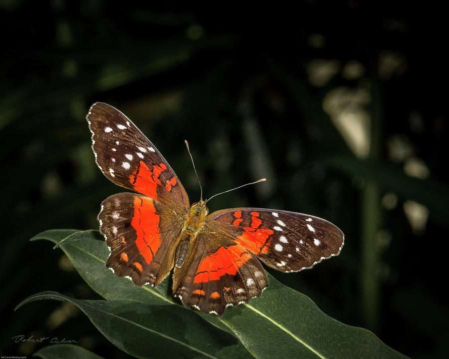 Free as a Butterfly Photograph by Robert Culver