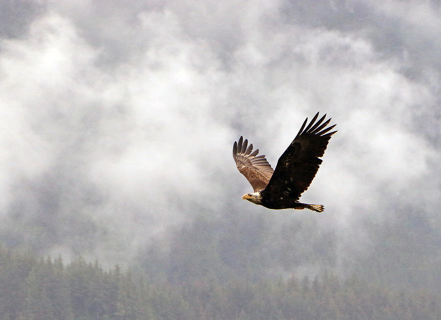 Eagle Photograph - Free Bird by Christopher McKenzie