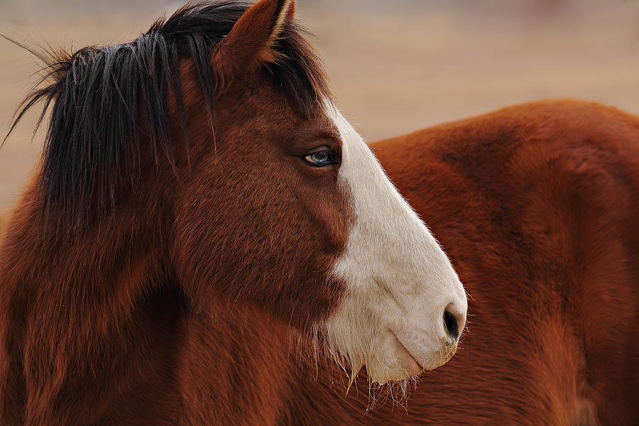 Horse Photograph - Free by Deborah Johnson Horse Photograph - Free by Deborah Johnson