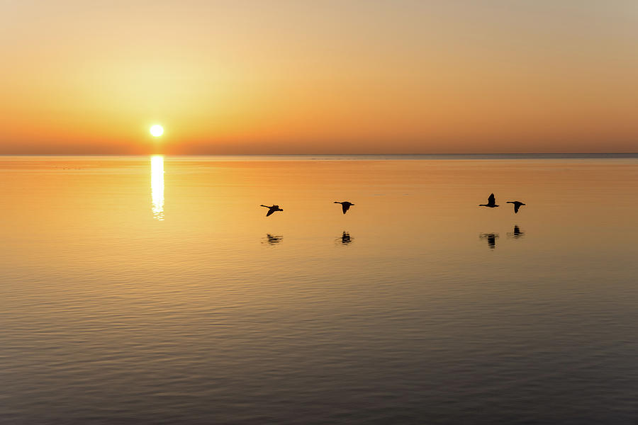 Free Flight - Sunrise Birds Quartet Over Water Photograph by Georgia Mizuleva
