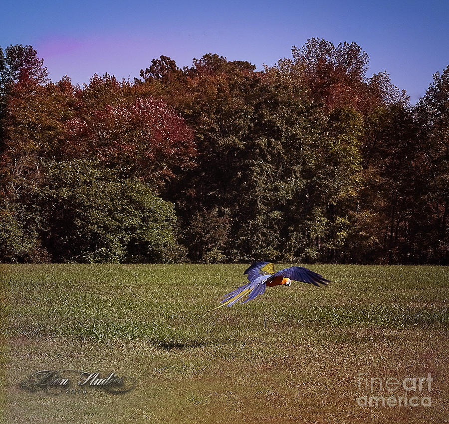 Free Flighted Macaw Photograph by Melissa Messick