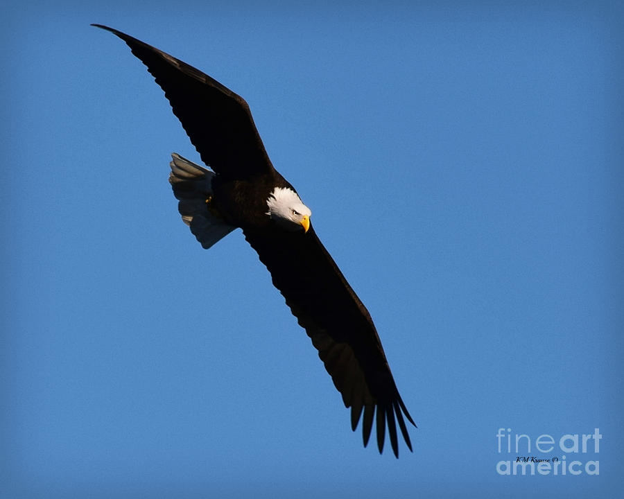 Free Flying Bald Eagle Photograph by Kathy M Krause