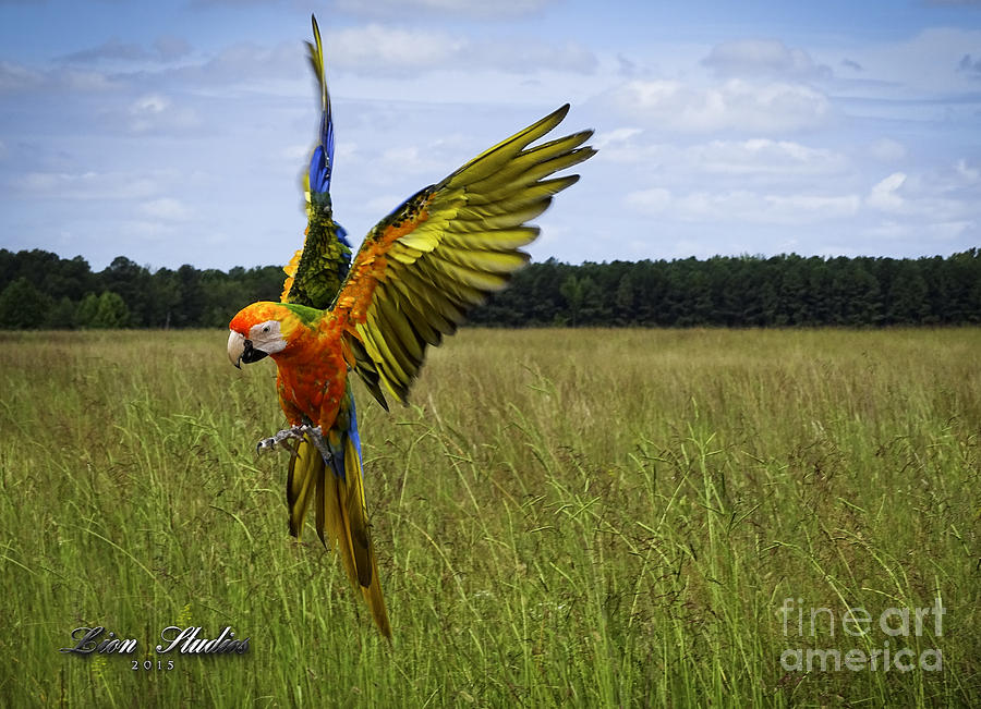 Free Flying Photograph by Melissa Messick