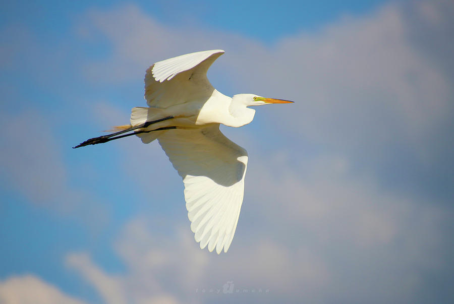 Free Flying Photograph by Tony Umana Free Flying Photograph by Tony Umana