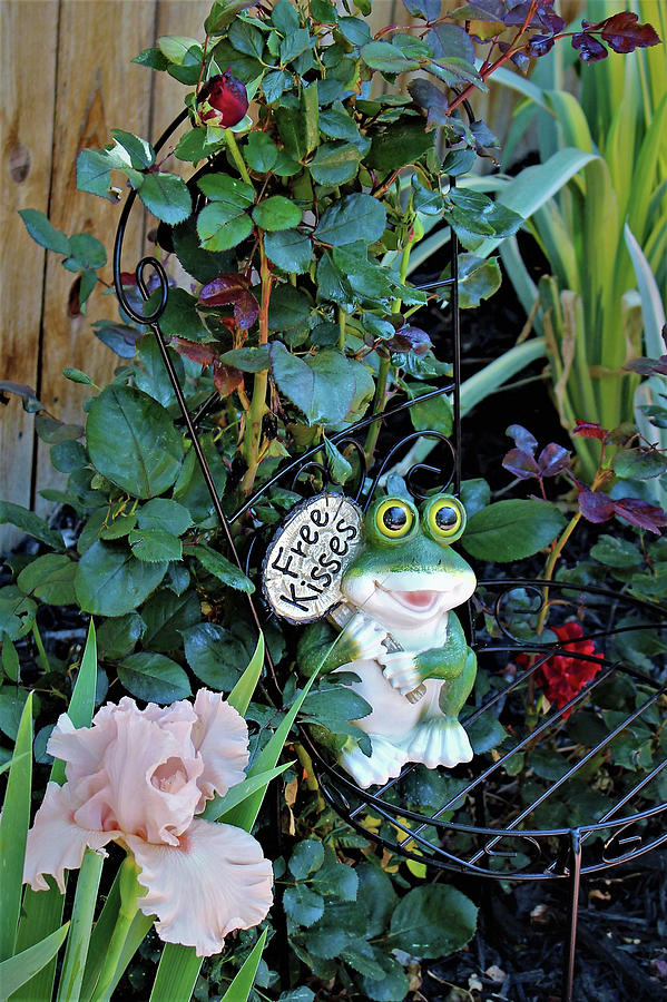 Frog Photograph - Free Kisses by Tracy Crandall