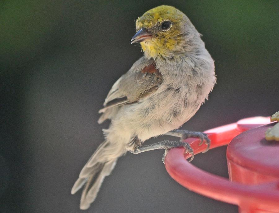 Free Loading Yellow Headed Verdin On Hummingbird Feeder Photograph by Jay Milo